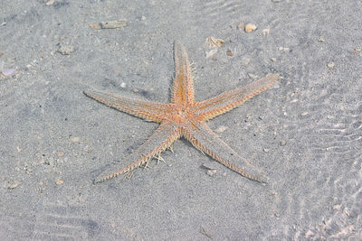 High angle view of starfish on beach