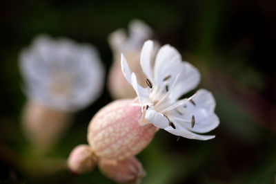 Close-up of white flowering plant