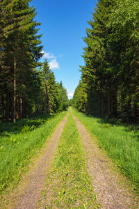 Forest road through spruce forest