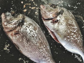 Close-up of fish in water