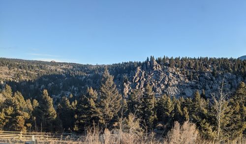 Scenic view of trees against clear sky