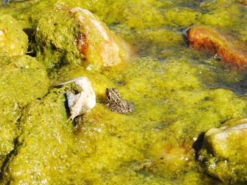 High angle view of food on rock