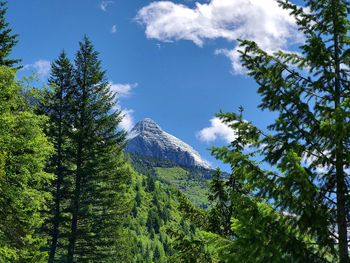 Low angle view of pine trees against sky