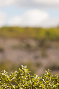 Close-up of plant against blurred background