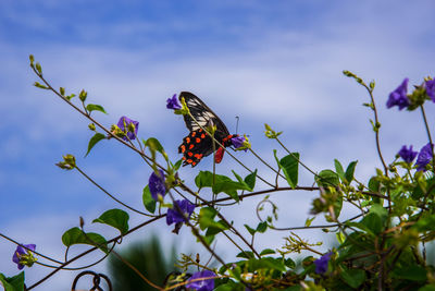 Low angle view of butterfly perching on plant against sky