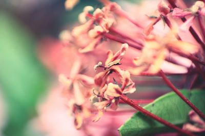 Close-up of flowers