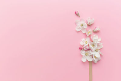 Close-up of pink cherry blossom against white background
