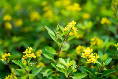 Close-up of yellow flowering plant