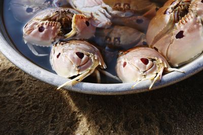 Close-up of crab in plate
