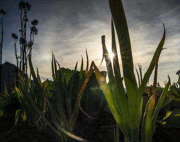 Close-up of plants growing on field against sky