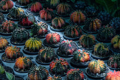 Full frame shot of succulent plants