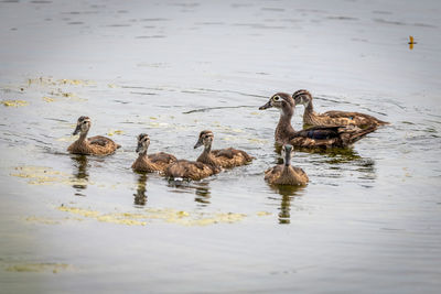 Ducks swimming in lake