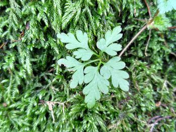Close-up of fresh green plant