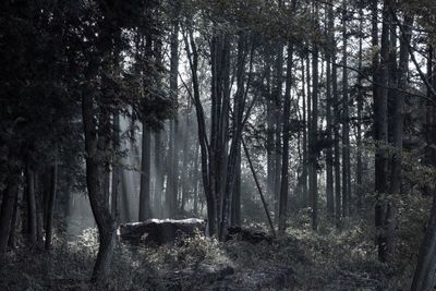 Trees growing in forest