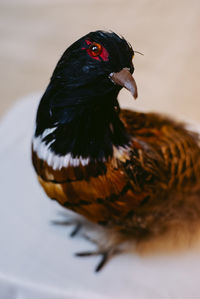 Close-up of a bird