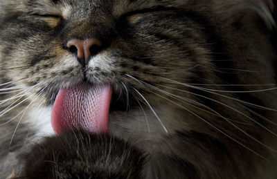 Extreme close-up of tabby sticking out tongue