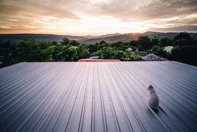 Cat sitting on the roof see the sunset