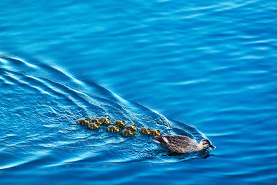 Close-up of duck family swimming in sea