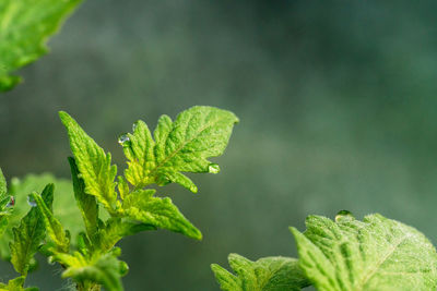 Close-up of green leaves