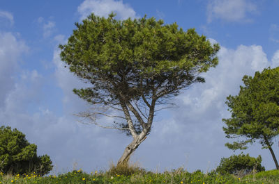 Low angle view of trees against sky