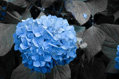 Close-up of purple hydrangea