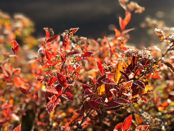 Close-up of red leaves on plant during autumn