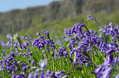 Close-up of purple crocus flowers on field