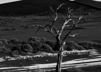 Bare tree on field against sky