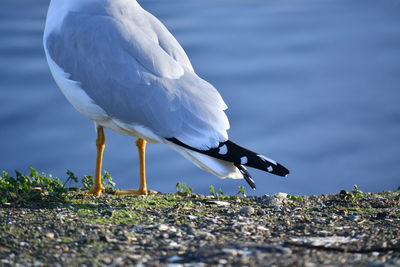 Close-up of bird