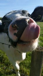 Close-up of dog looking away