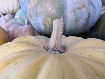 Close-up of pumpkin