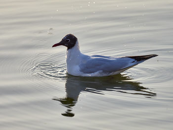 Duck swimming in a lake