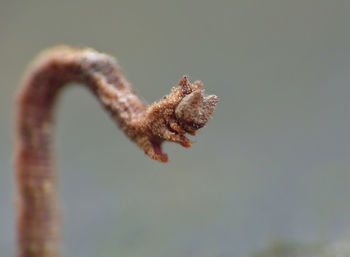 Close-up of flower on twig