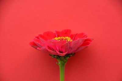 Close-up of red rose blooming against white background