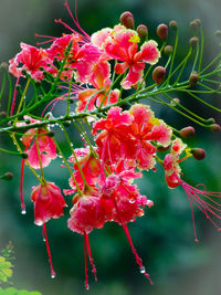 Close-up of red flowering plants