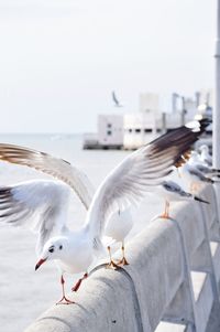 Seagulls flying over sea against clear sky