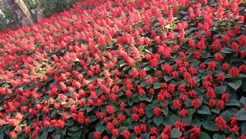 Full frame shot of red flowering plants