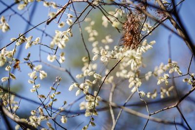 Low angle view of white flowering tree