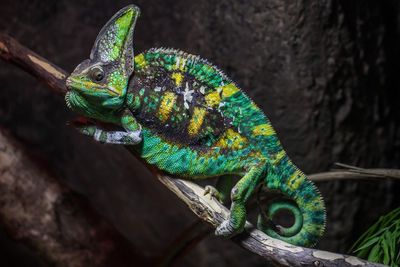 Close-up of lizard on branch