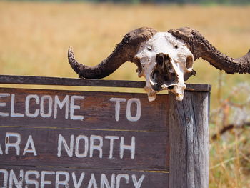 Close-up of animal skull