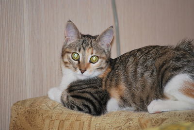 Close-up portrait of a cat resting