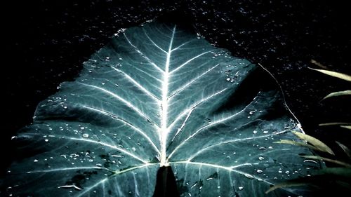 Close-up of raindrops on leaves