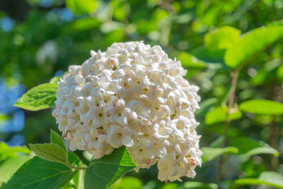 Close-up of white flowering plant