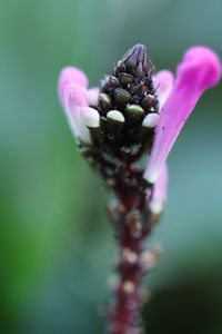 Close-up of pink flower buds