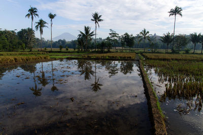 Scenic view of rice field against sky