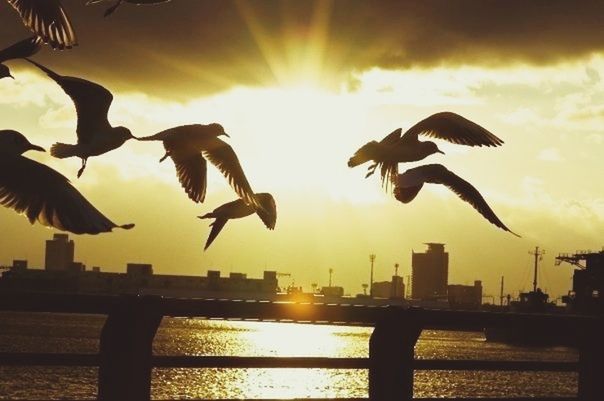 sunset, bird, water, silhouette, sun, animal themes, sky, animals in the wild, flying, wildlife, built structure, city, architecture, orange color, sunlight, building exterior, sea, river, cityscape, reflection