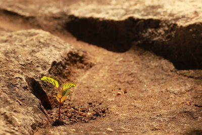 Close-up of small plant growing on field