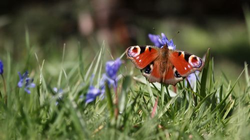 Butterfly on purple flower