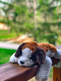 Stuffed toy st. bernard puppy. vertical photo.