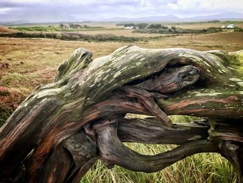 Close-up of driftwood on field against sky